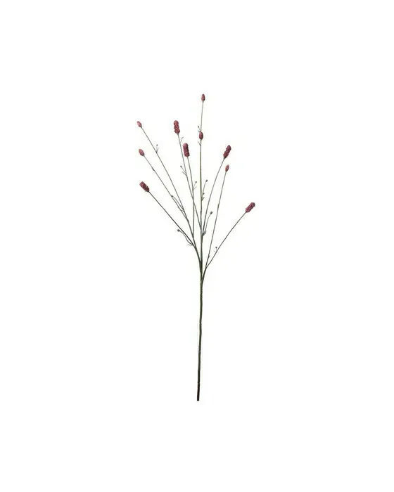 Pimpinell sSchnittblume bordeaux