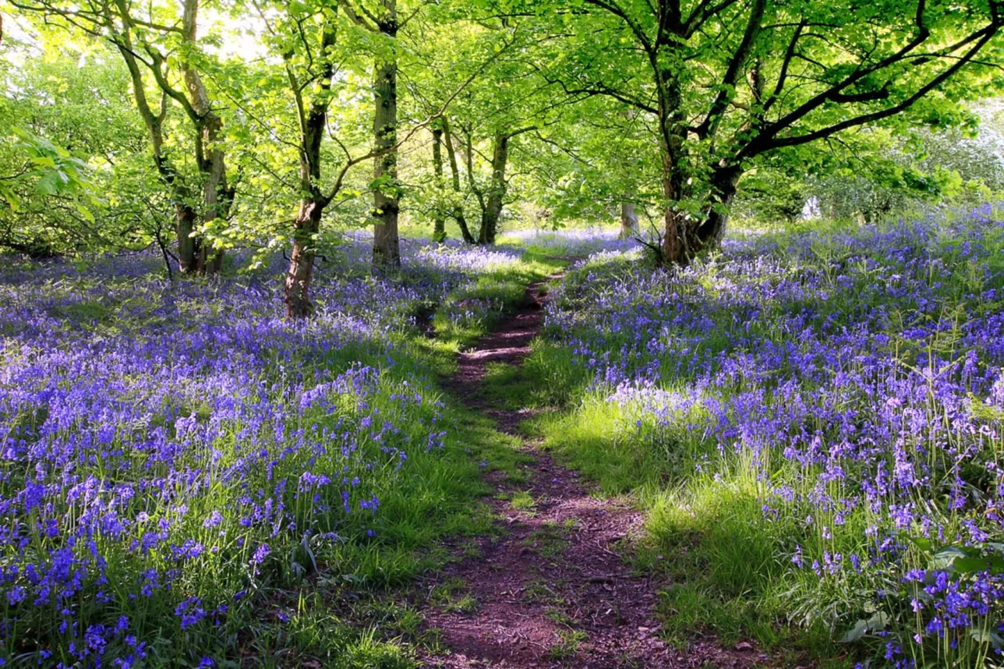 image LAND Canvas Wald mit Lavendel | Schubiger Möbel