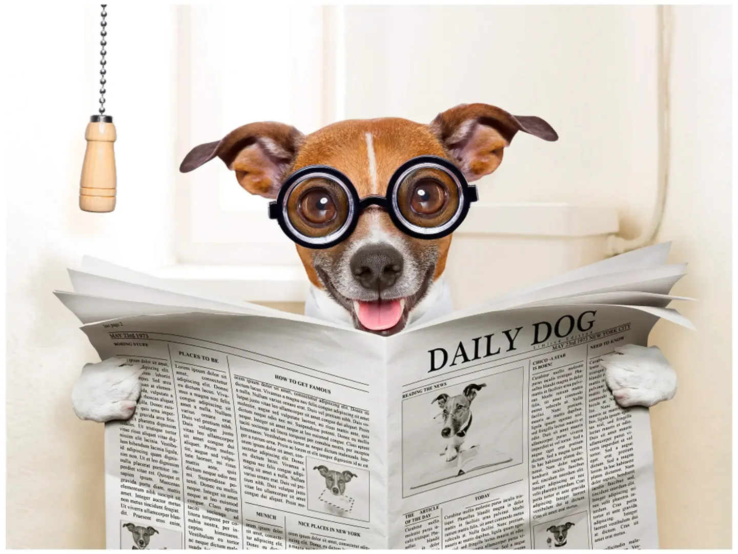 image LAND Digitaldruck auf Glas Hund mit Zeitung | Schubiger Möbel
