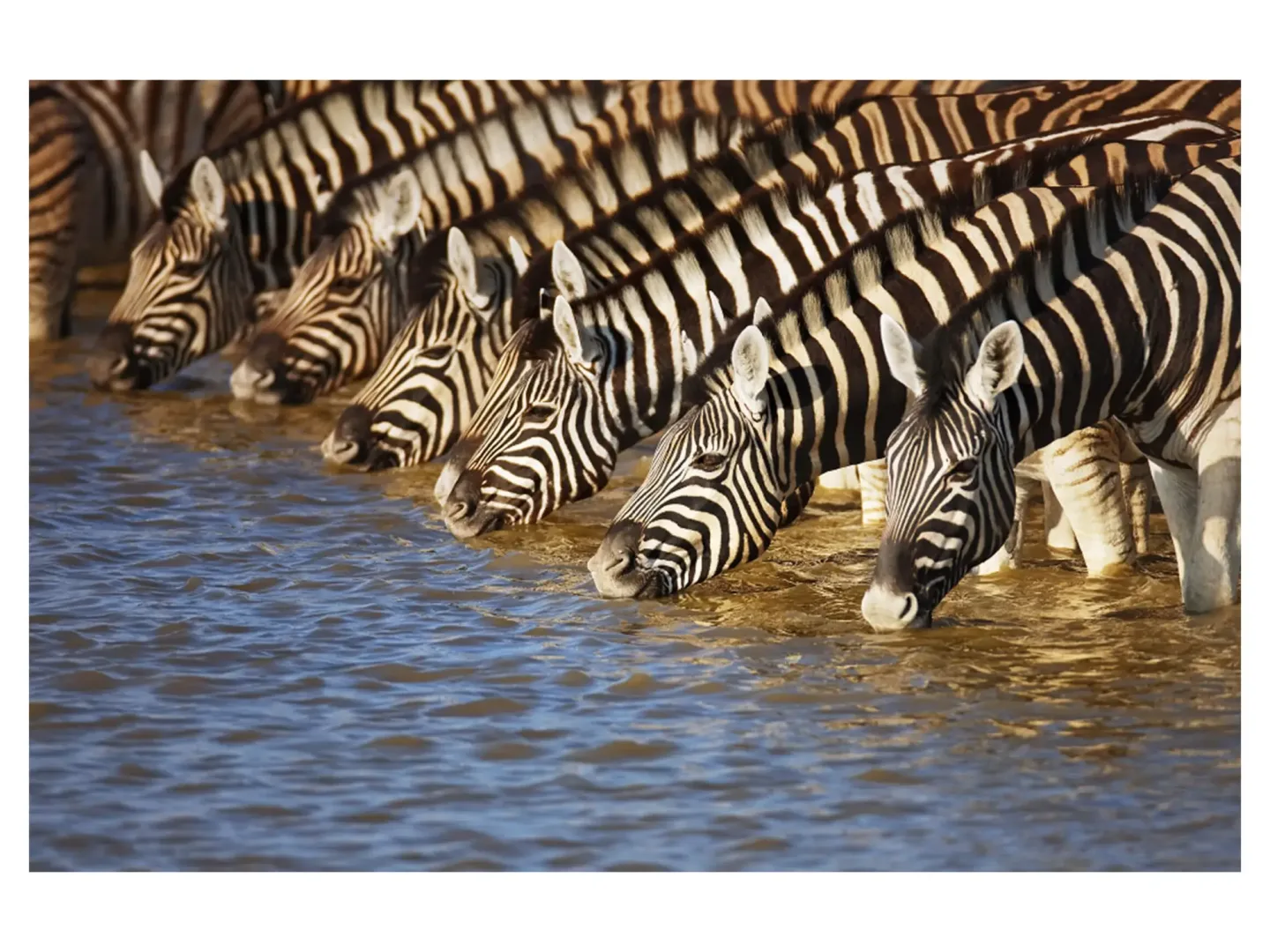 image LAND Digitaldruck auf Acrylglas Zebras am Fluss | Schubiger Möbel