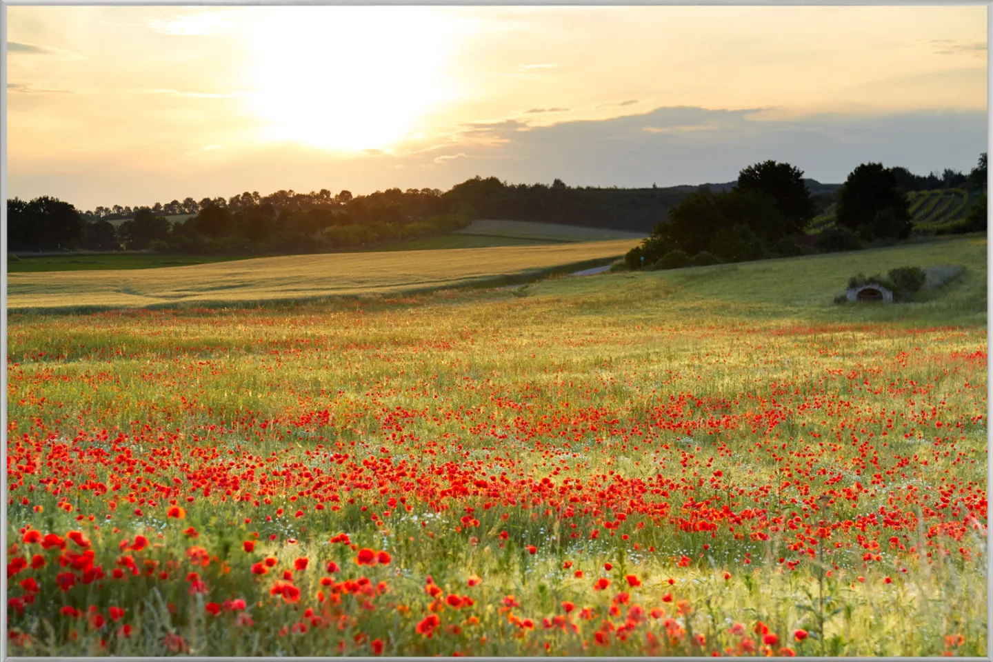 image LAND Bild mit Rahmen Wiese mit Mohn | Schubiger Möbel