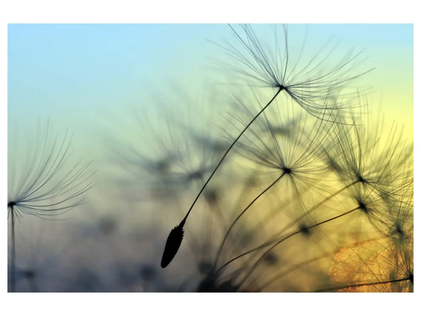 image LAND Digitaldruck auf Acrylglas Pusteblume 1 | Schubiger Möbel