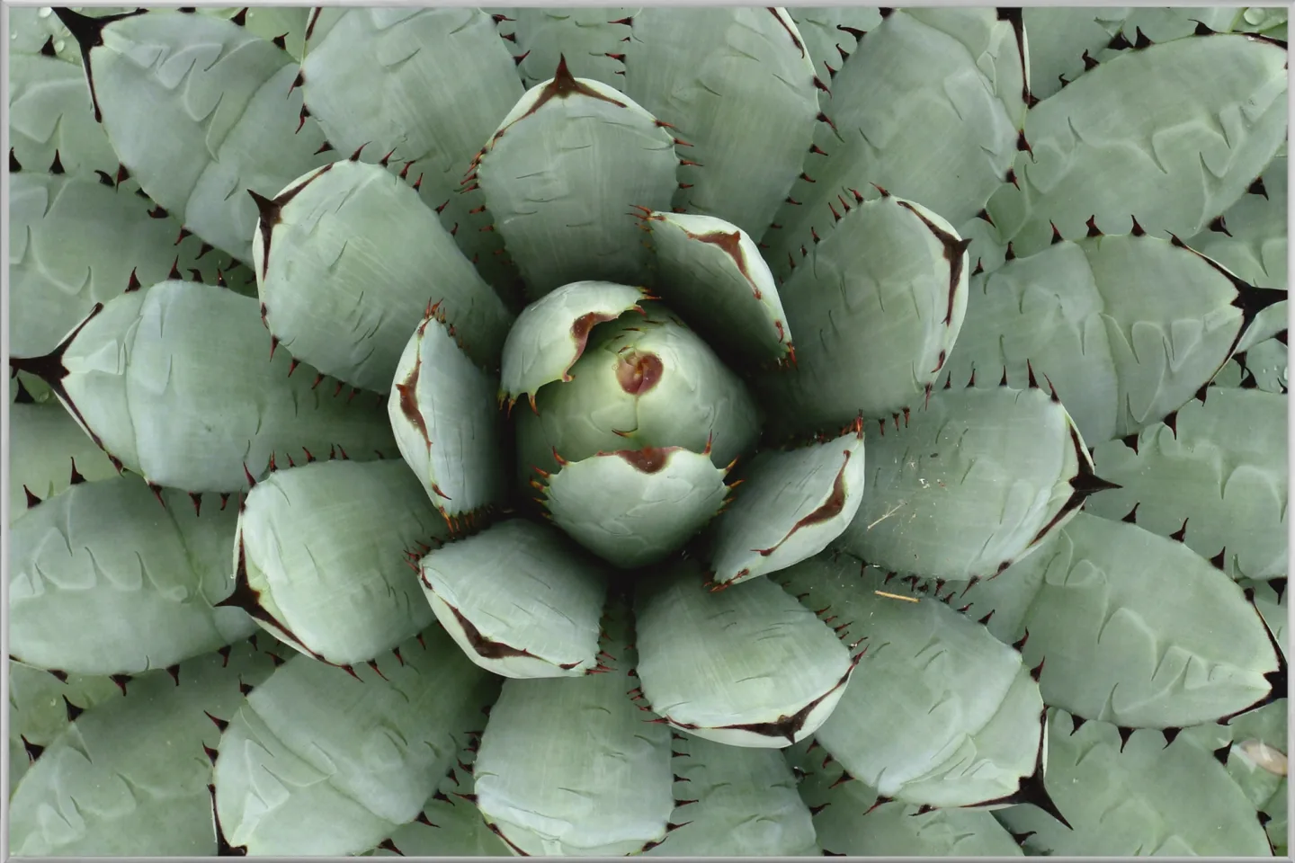 image LAND Bild mit Rahmen Agave | Schubiger Möbel