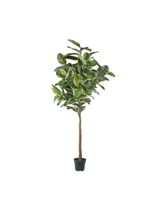 Gummifigen potteplante grøn