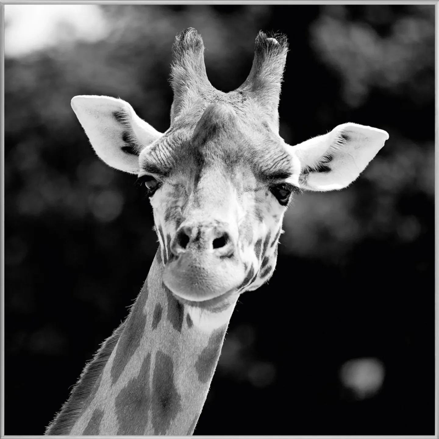 image LAND Bild mit Rahmen Giraffe | Schubiger Möbel