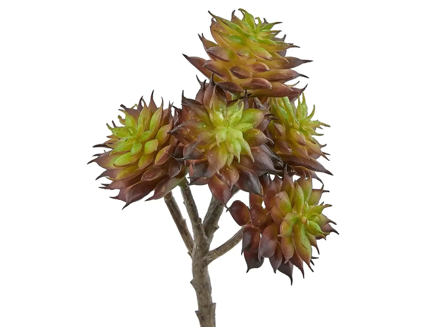 Edg Hauswurz Burgund H: 20 cm | Schubiger Möbel