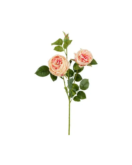 Rose snitblomst rosa