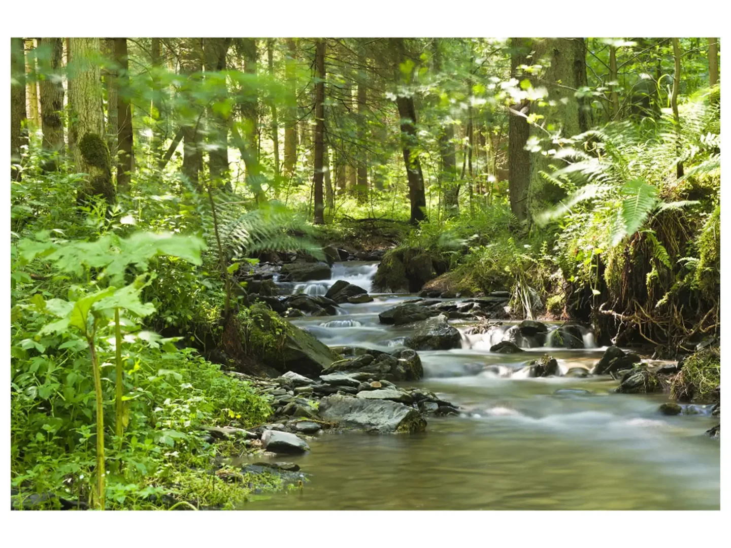image LAND Digitaldruck auf Glas Flusslauf im Wald 1 | Schubiger Möbel