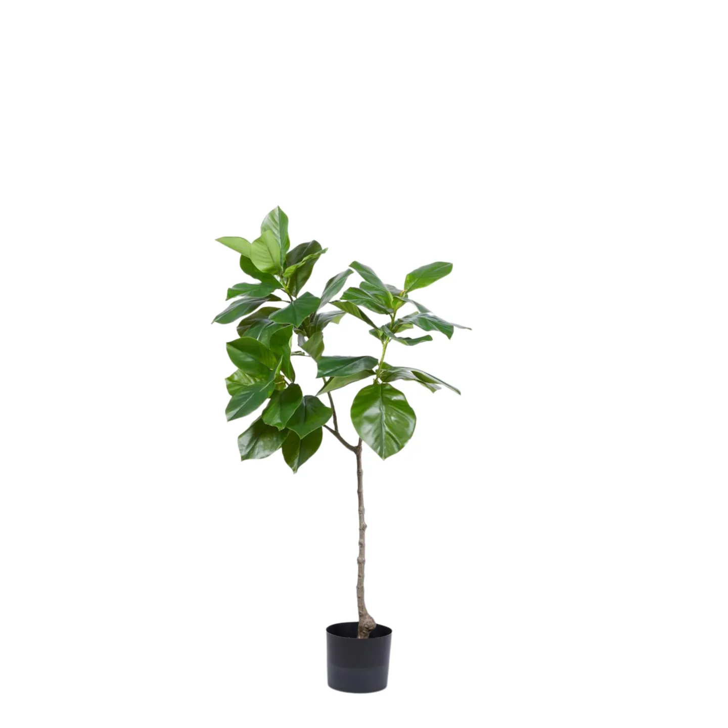 Edg Kunstpflanze Ficusbaum H: 120 cm | Schubiger Möbel