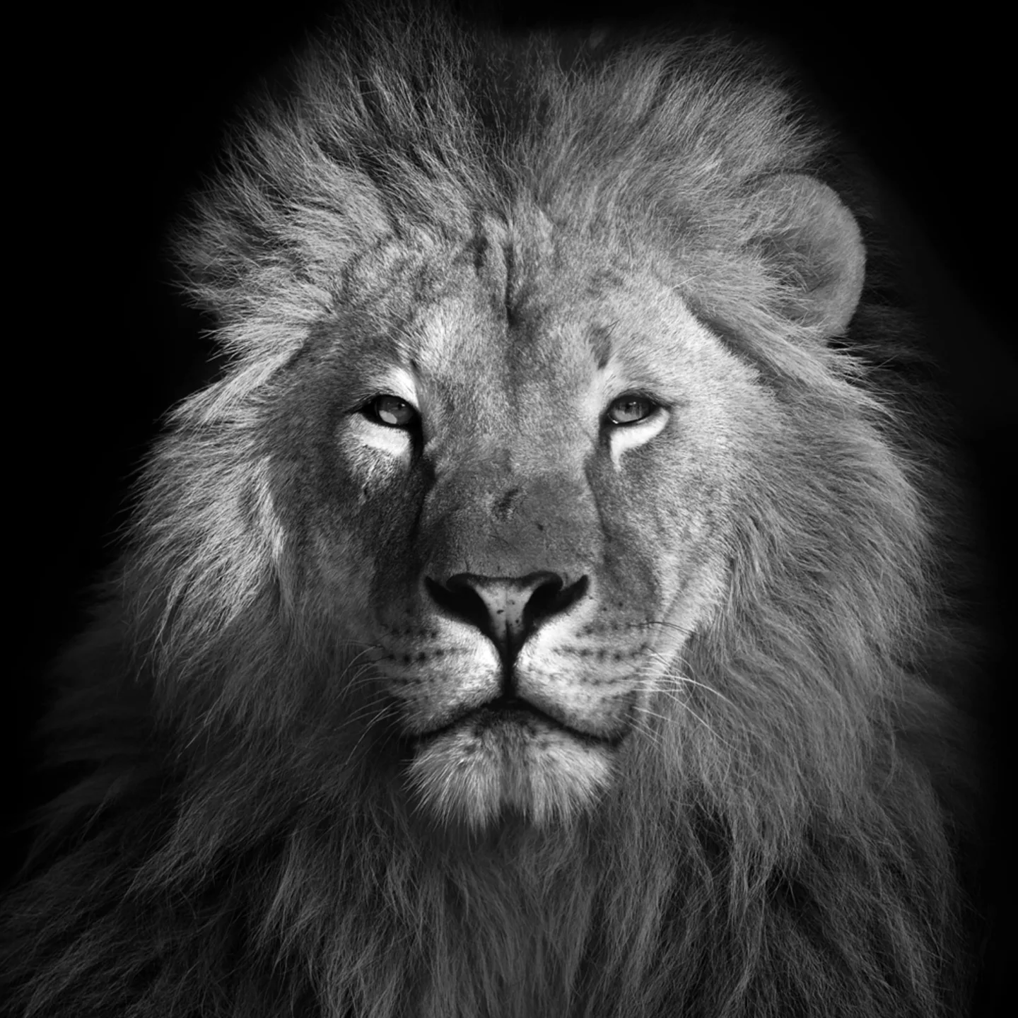 image LAND Alubild König Der Löwen | Schubiger Möbel