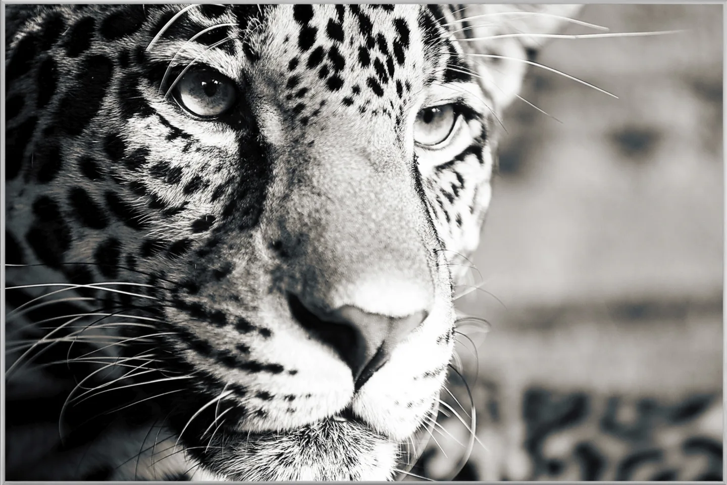 image LAND Bild mit Rahmen Leopard | Schubiger Möbel