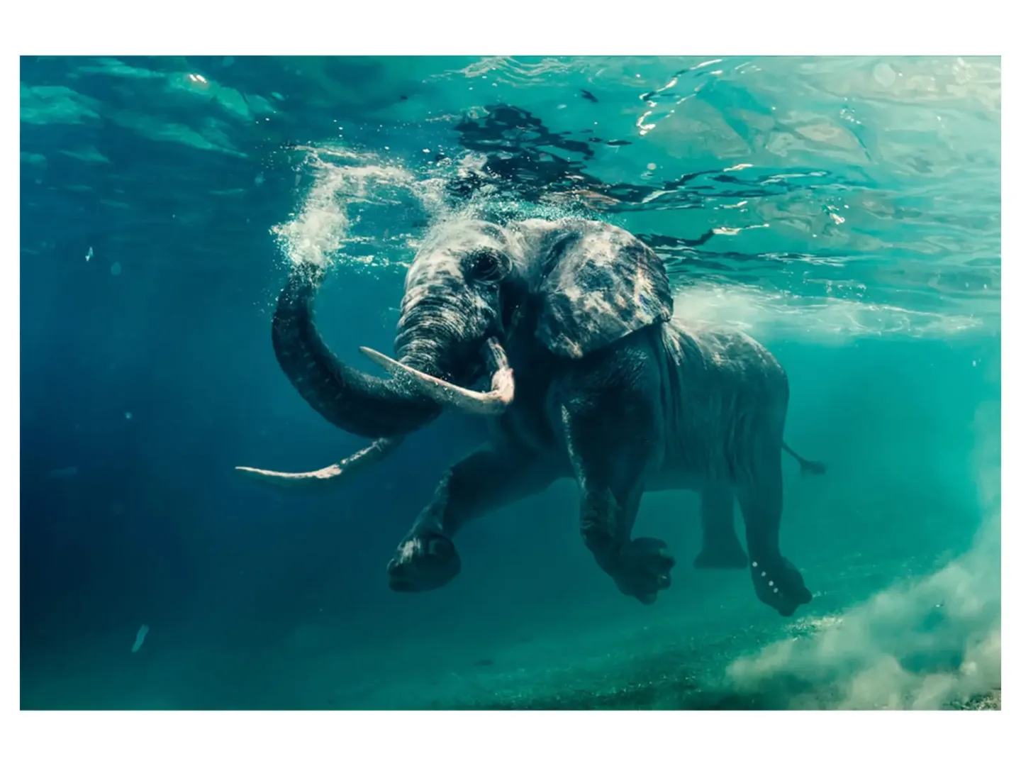 image LAND Digitaldruck auf Acrylglas Schwimmender Elefant | Schubiger Möbel