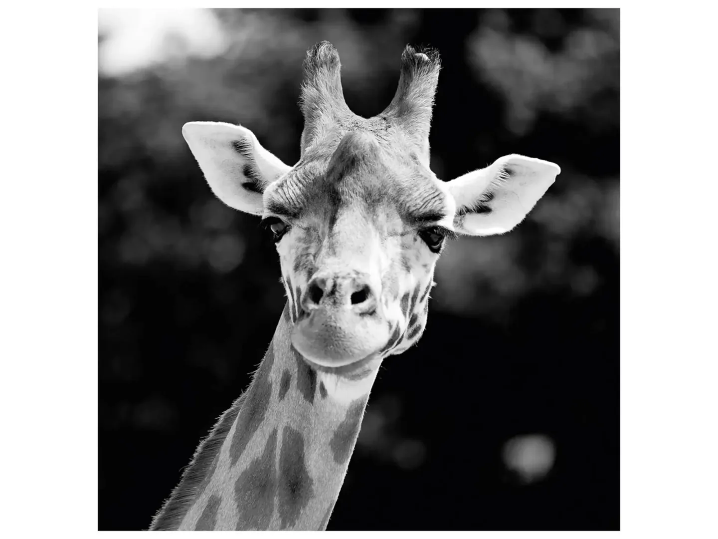 image LAND Digitaldruck auf Acrylglas Giraffe | Schubiger Möbel