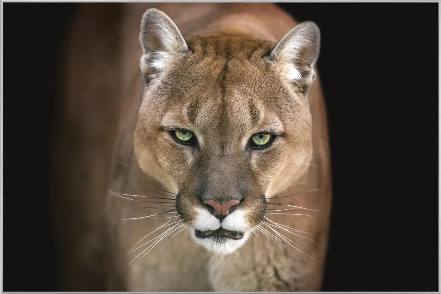 image LAND Bild mit Rahmen Puma | Schubiger Möbel