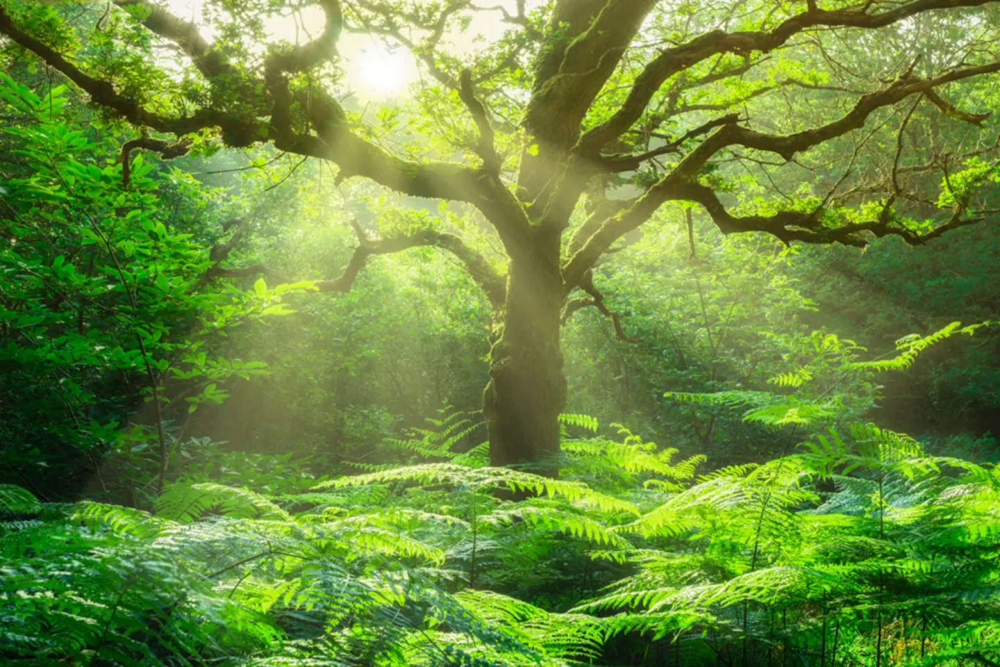 image LAND Alubild Baum im Wald | Schubiger Möbel