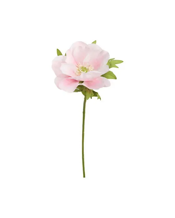 Anemone – afskåret blomst i lyserød