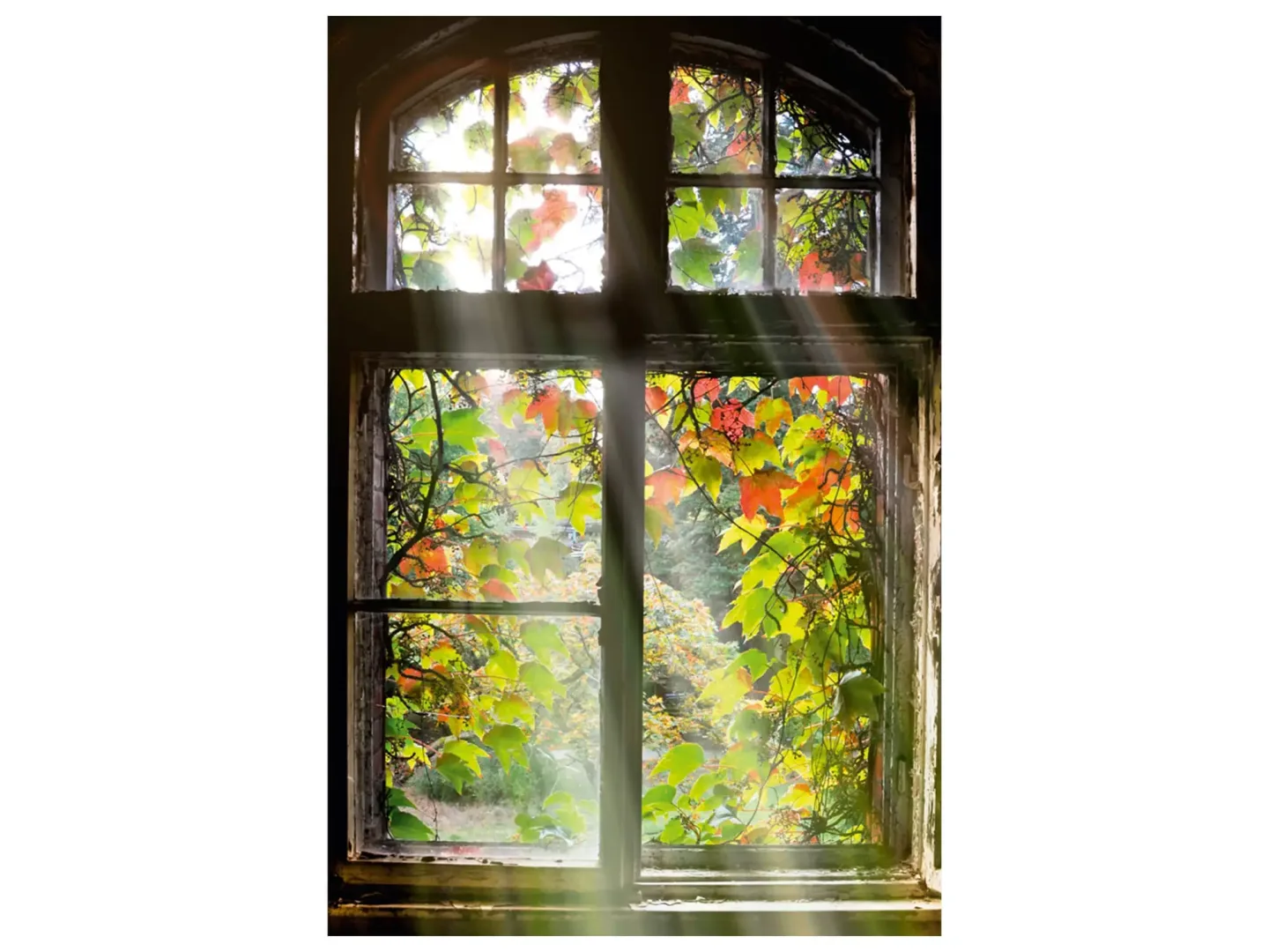 image LAND Digitaldruck auf Acrylglas Fenster mit Laub 1 | Schubiger Möbel