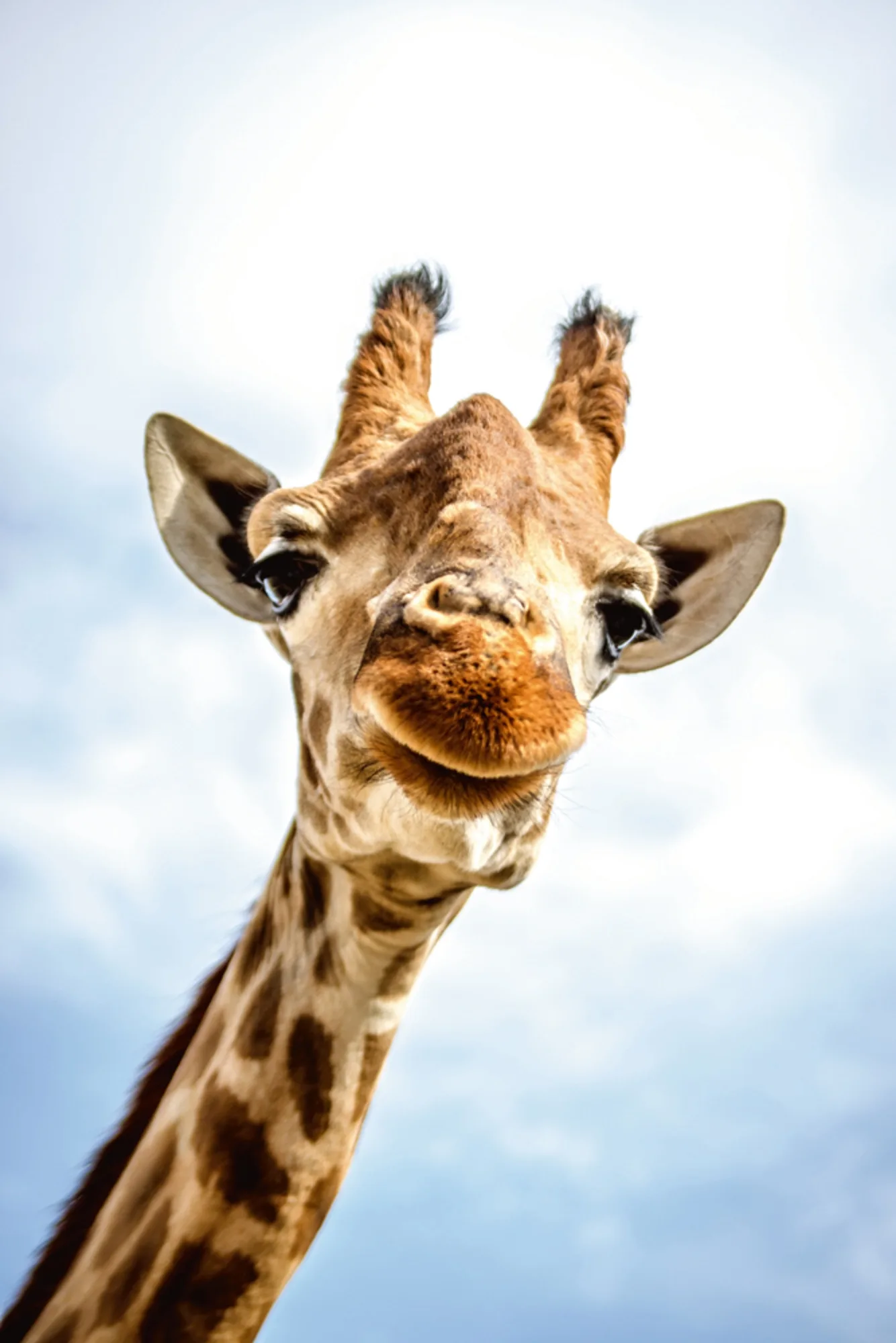 image LAND Alubild Lächelnde Giraffe | Schubiger Möbel