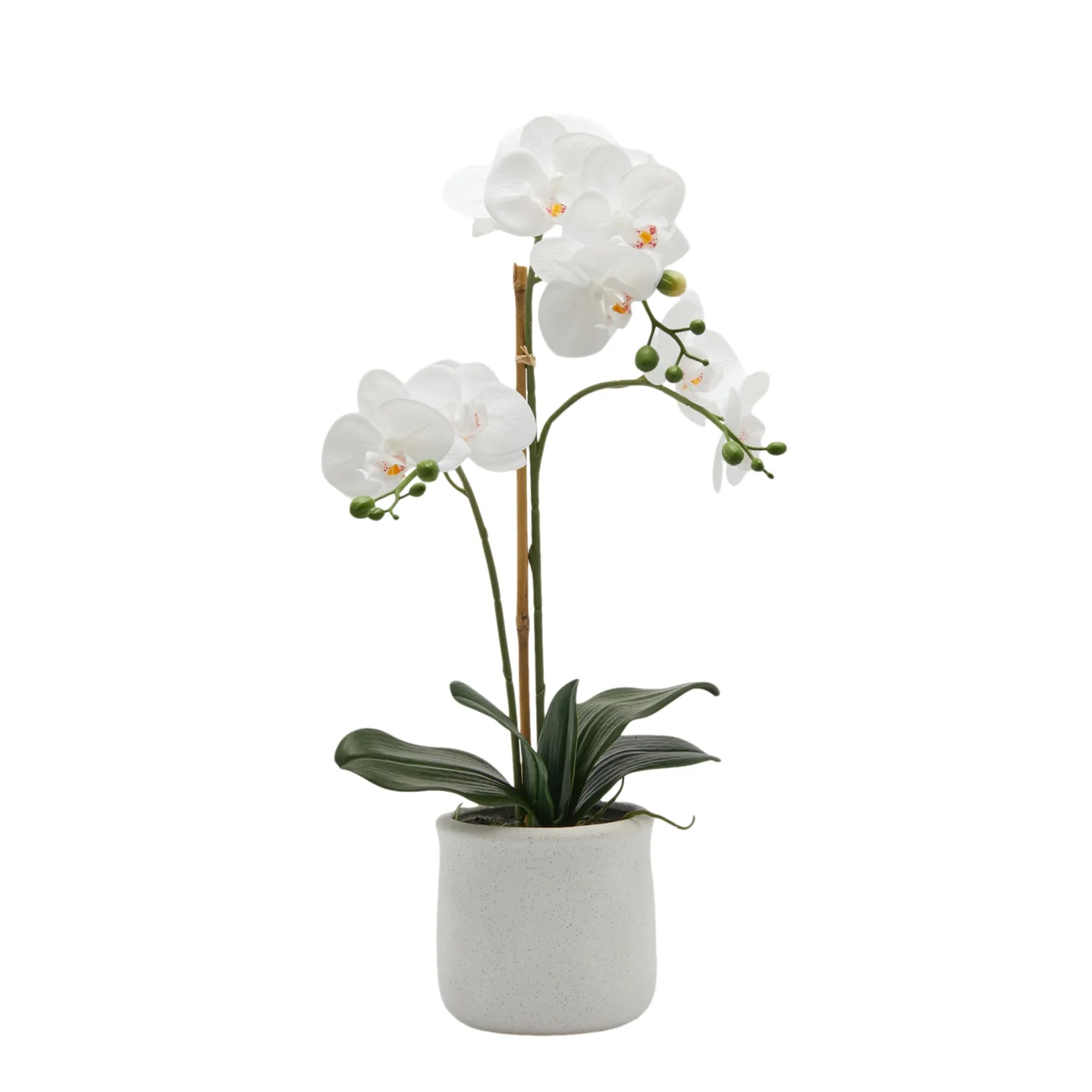 Edg Kunstpflanze Orchidee im Topf H: 56 cm | Schubiger Möbel