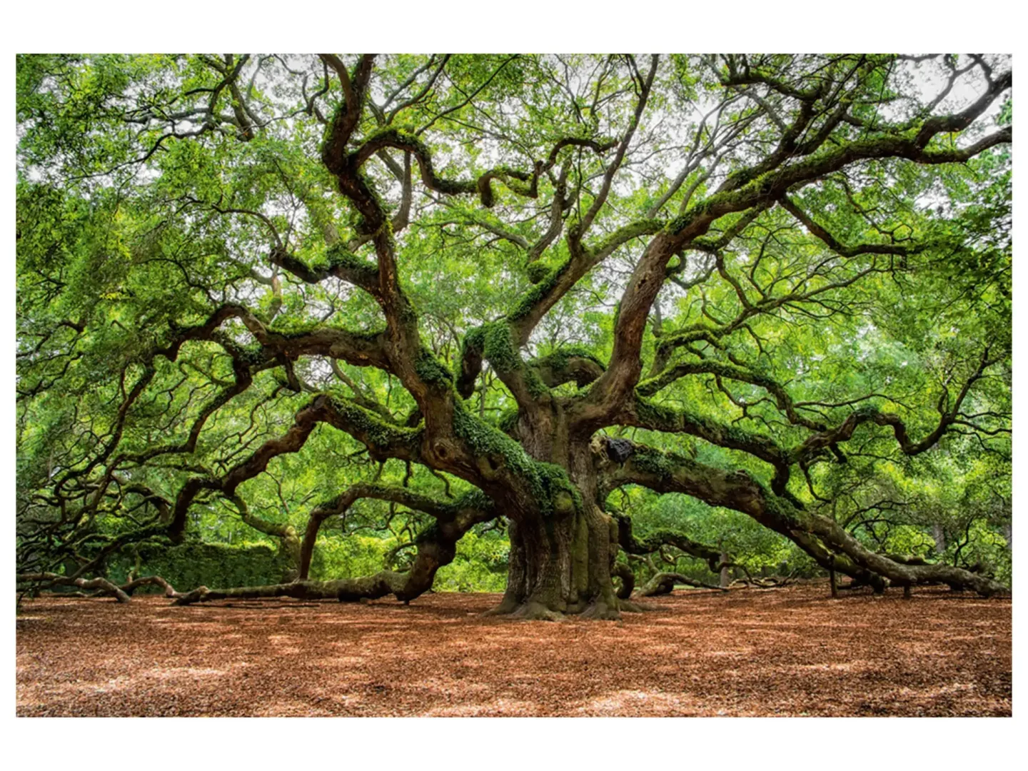 image LAND Digitaldruck auf Glas Verzweigter Baum | Schubiger Möbel