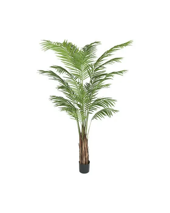Areca Palm Tree
