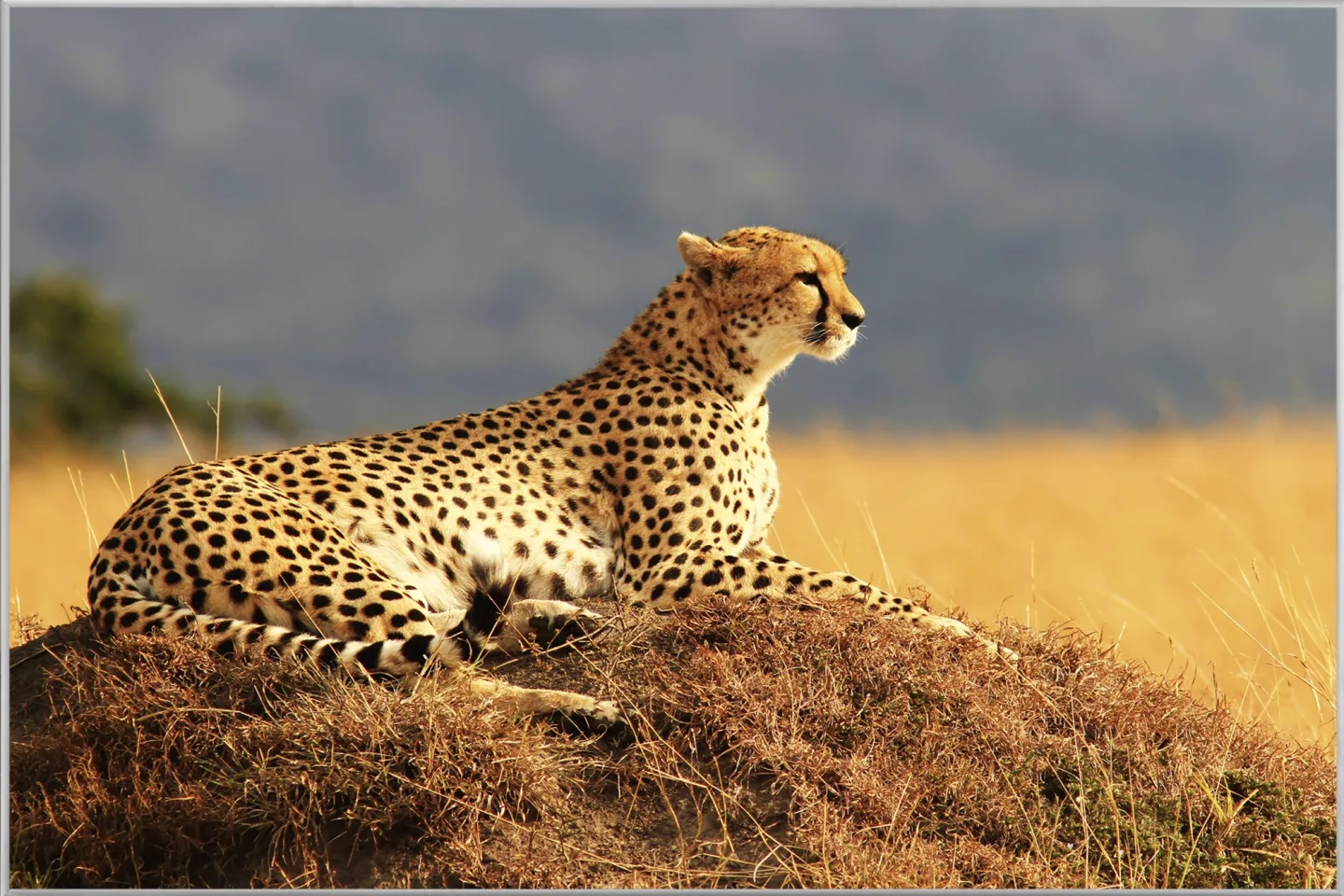 image LAND Bild mit Rahmen Gepard | Schubiger Möbel