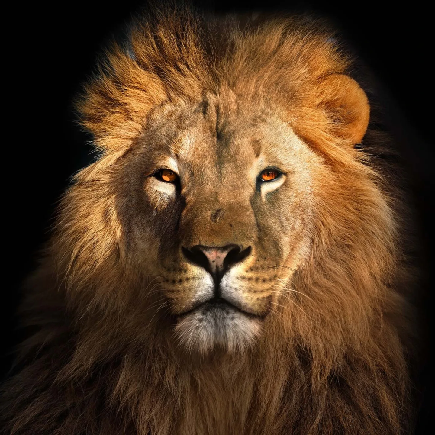 image LAND Canvas König Der Löwen | Schubiger Möbel