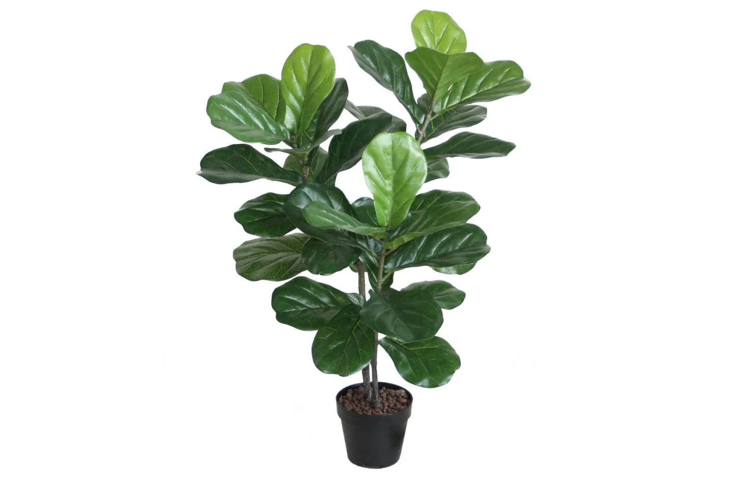Grön växt FIDDLE LEAF H100 2 grenar svart kruka -