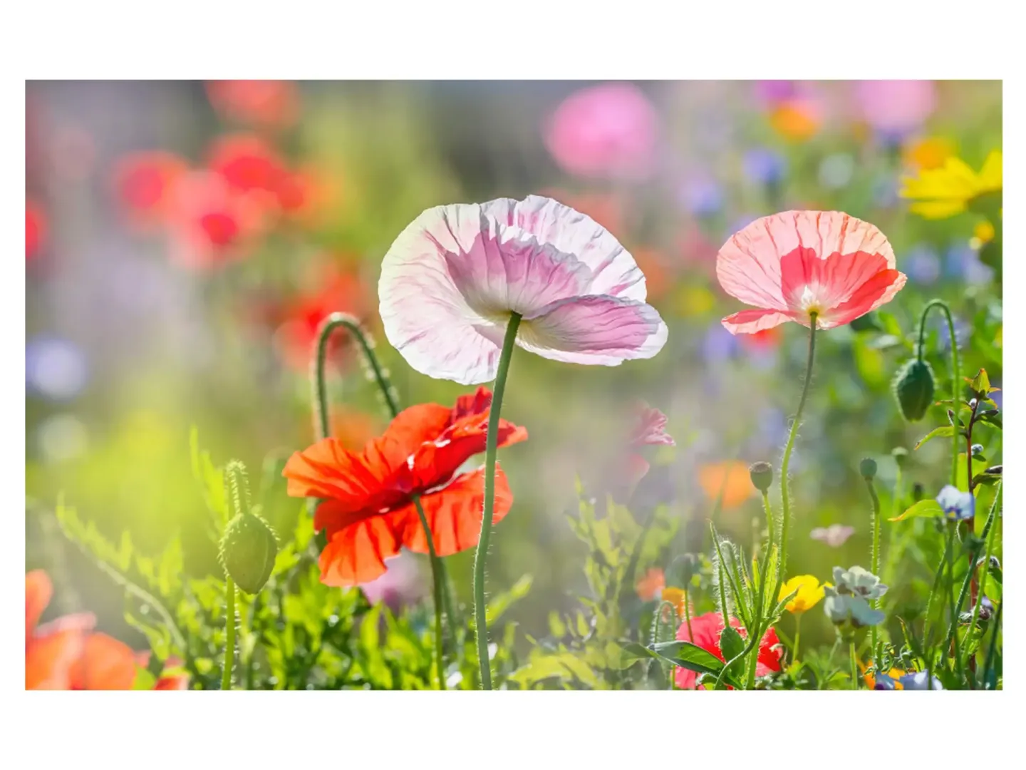image LAND Digitaldruck auf Acrylglas Mohnblumen 4 | Schubiger Möbel