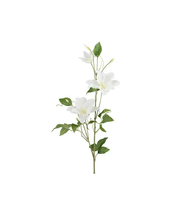 Clematis Cut Flower White
