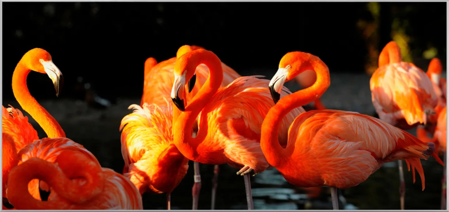 image LAND Bild mit Rahmen Flamingos | Schubiger Möbel