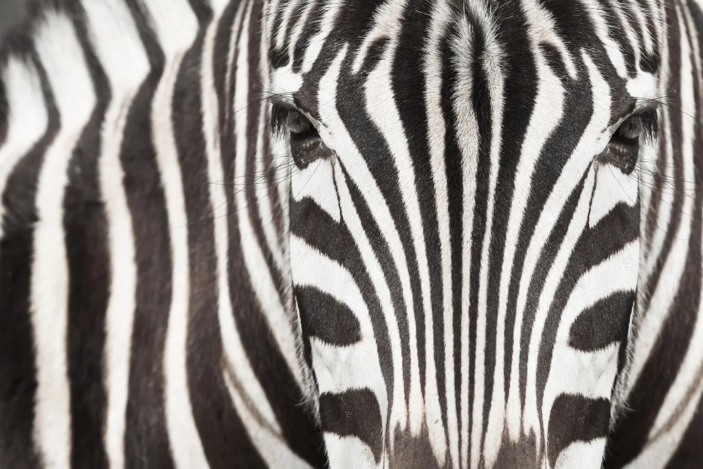 image LAND Alubild Zebra | Schubiger Möbel