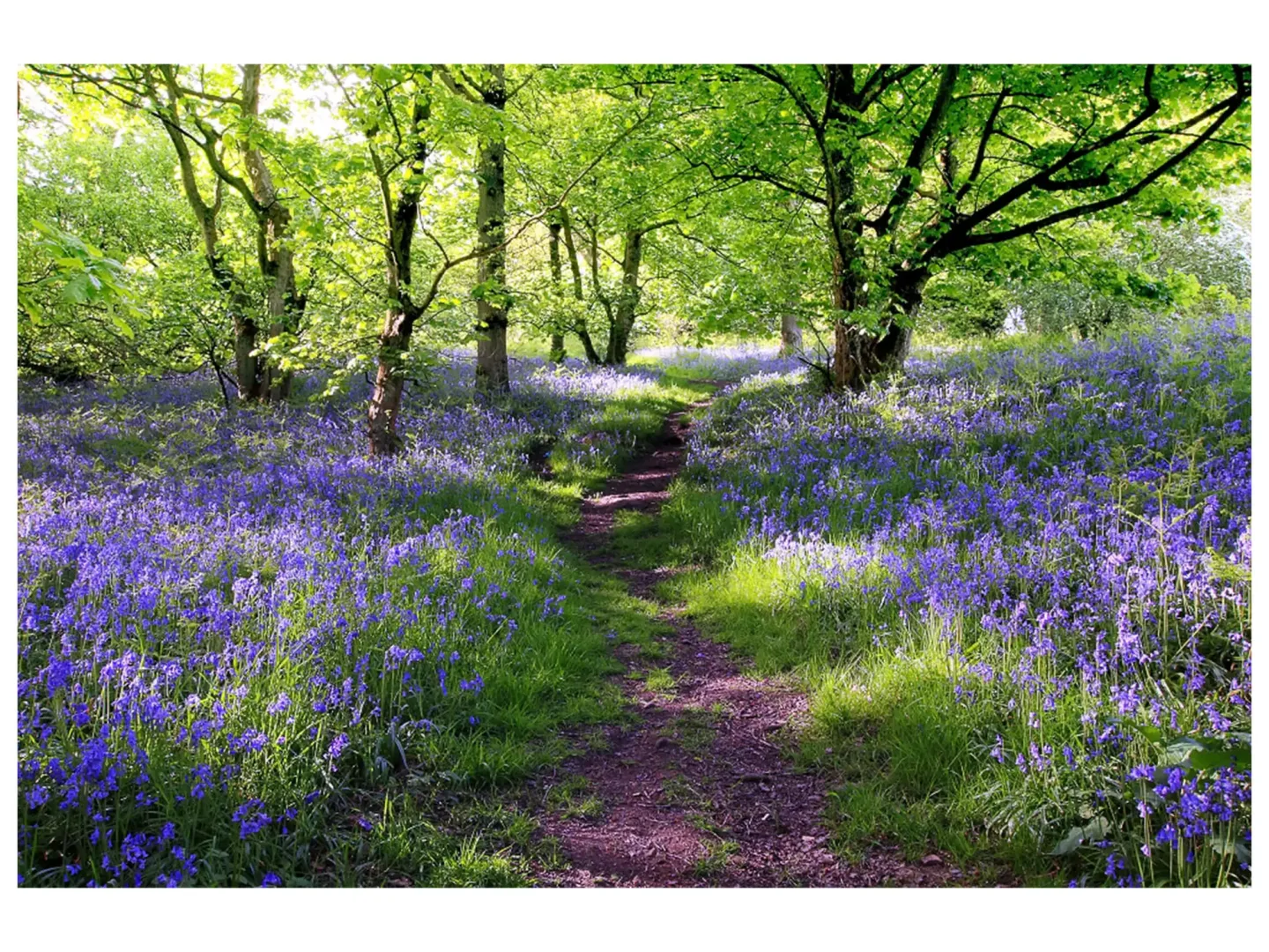 image LAND Digitaldruck auf Glas Wald mit Lavendel 1 | Schubiger Möbel