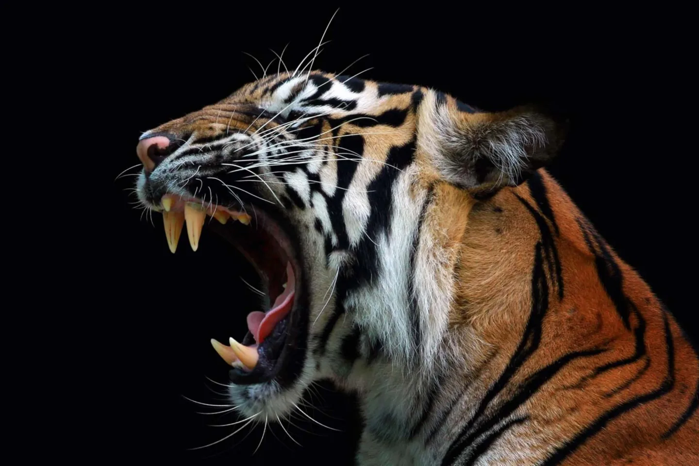 image LAND Canvas Fauchender Tiger | Schubiger Möbel