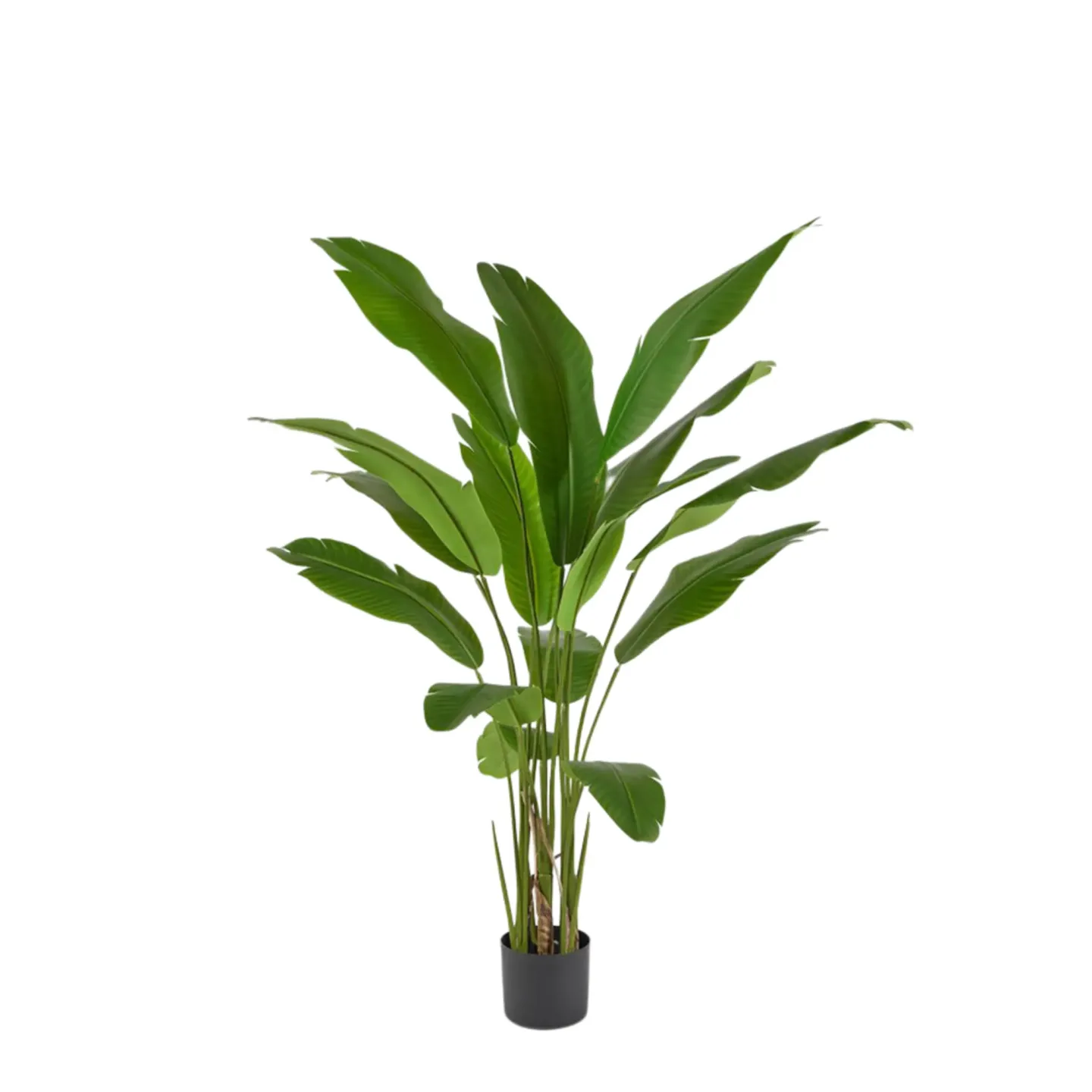 Edg Kunstpflanze Strelitzie H: 155 cm | Schubiger Möbel