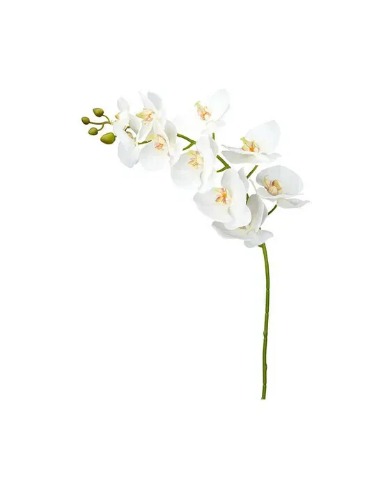 Orkidé snittblomma vit