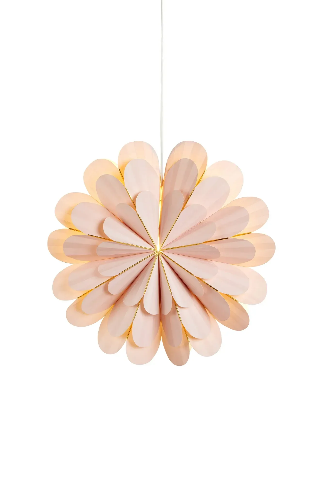Marigold Stern Rosa 45 cm