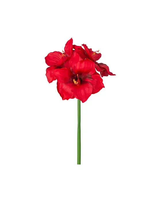 Amaryllis – afskåret blomst i rød