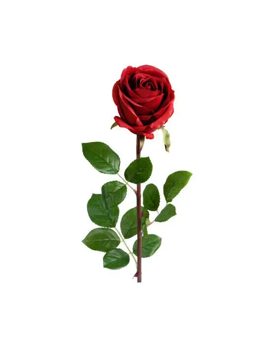 Rose afskåret blomst rød