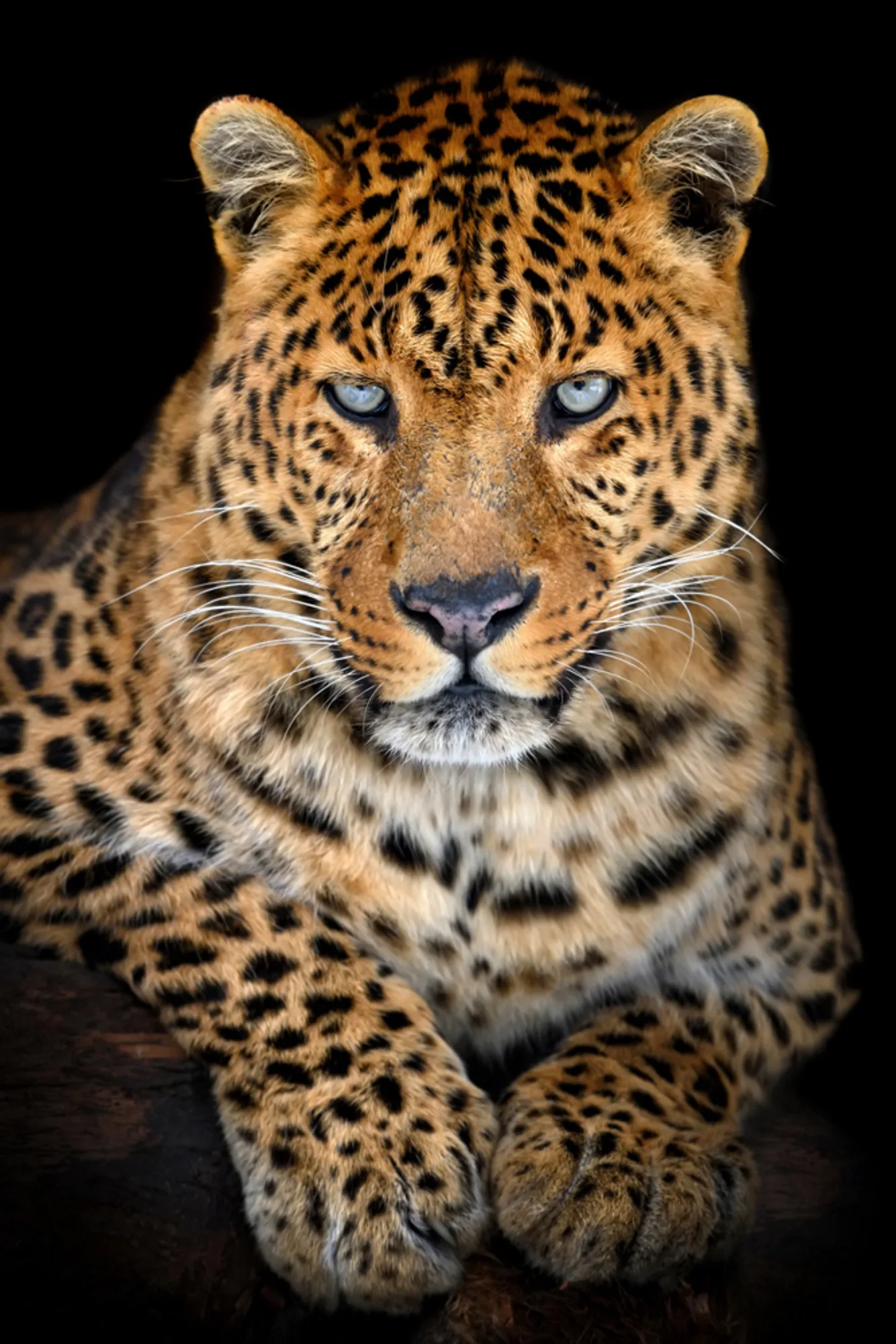 image LAND Alubild Leo mit Stahlblauem Blick | Schubiger Möbel