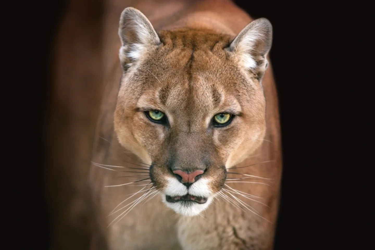 image LAND Alubild Puma | Schubiger Möbel
