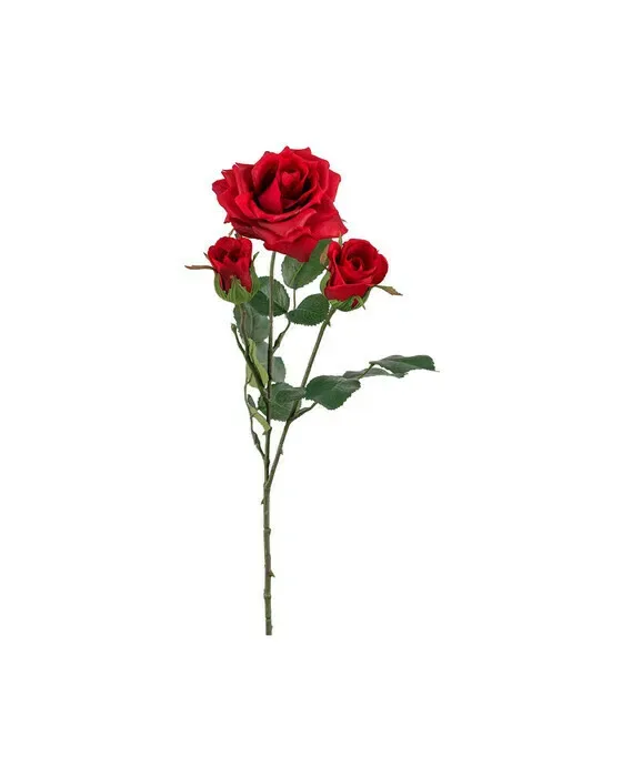 Rose afskåret blomst rød