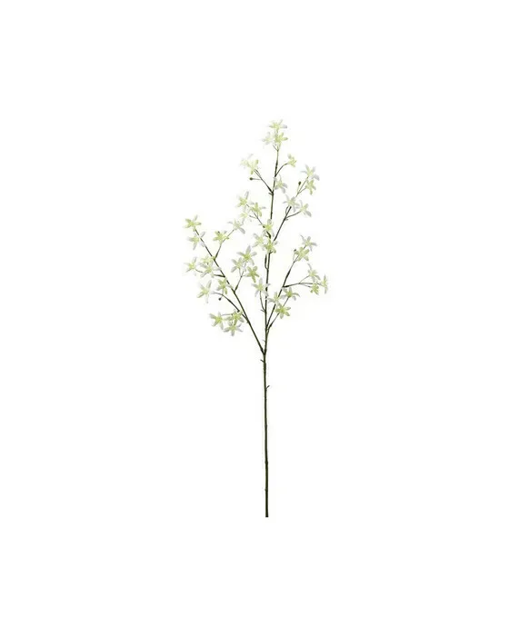Saxifraga afskårne blomster hvid
