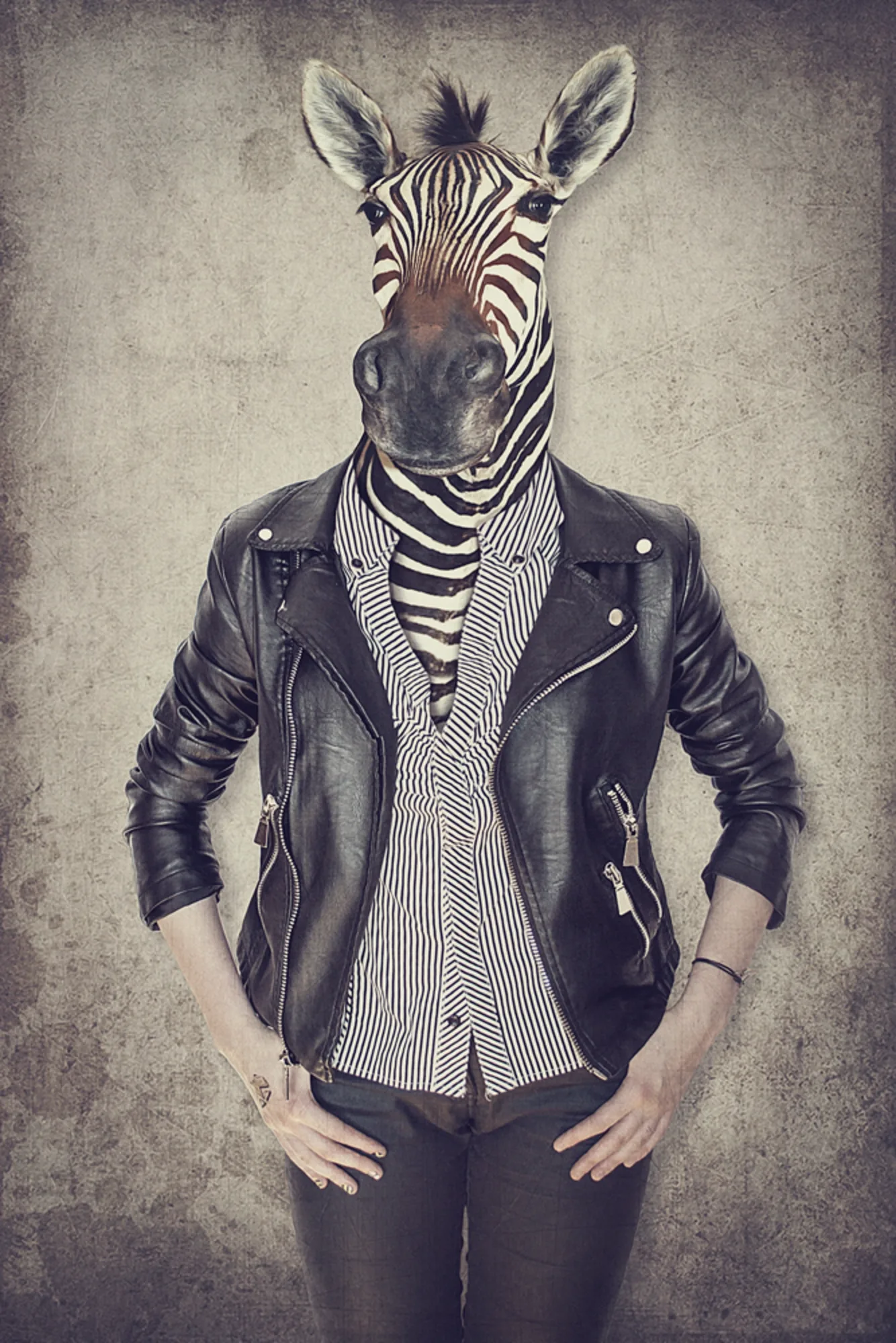 image LAND Alubild Zebra Gentleman | Schubiger Möbel