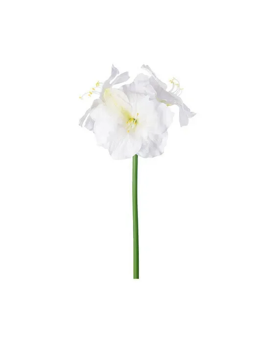 Amaryllis afskåret blomst creme