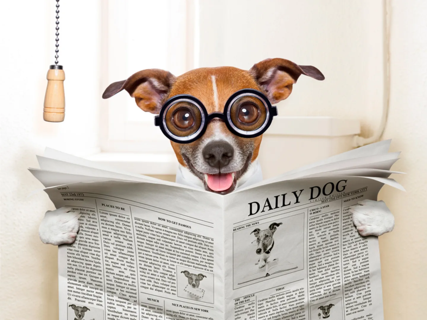 image LAND Alubild Hund mit Zeitung | Schubiger Möbel