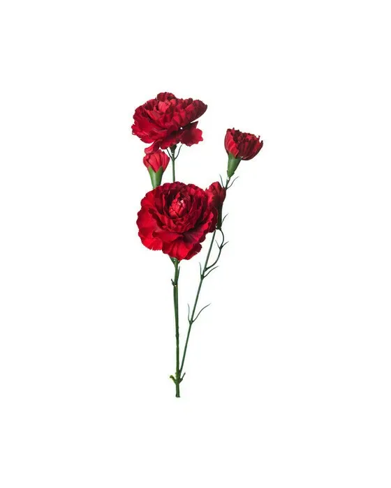 Nelken schnittblume rot