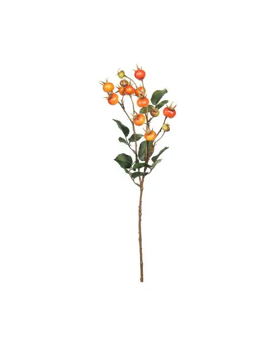 Rosehip Cut Flower Orange