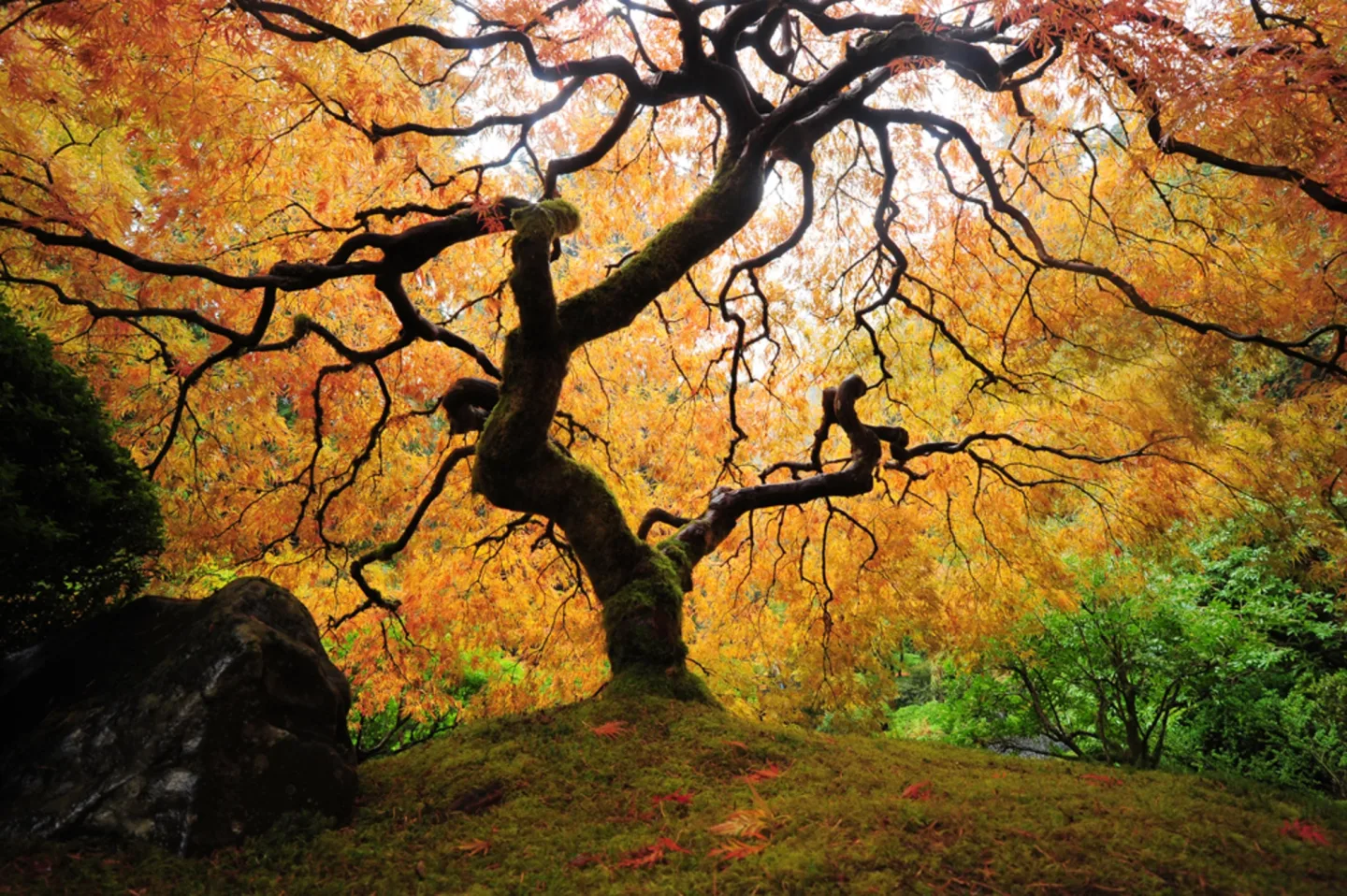 image LAND Alubild Der Baum | Schubiger Möbel