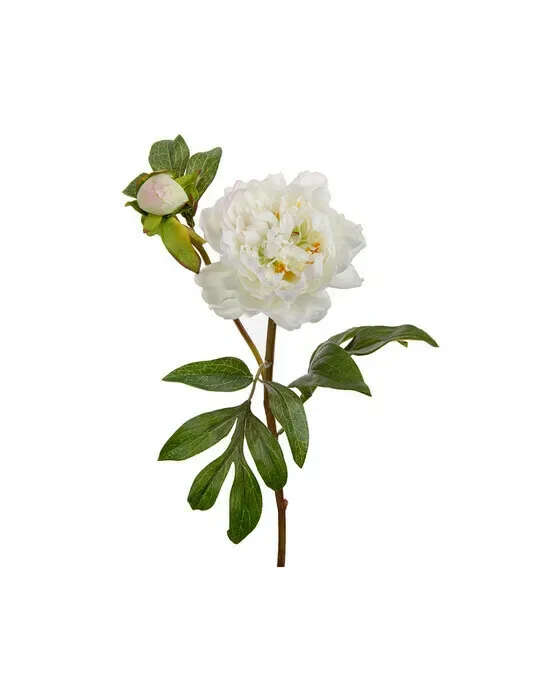 Pæon afskåret blomst hvid
